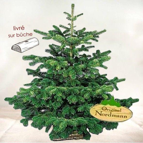 Sapin Nordmann