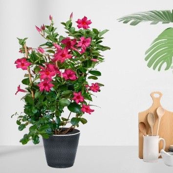 Dipladenia en pot