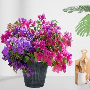 Bougainvillier