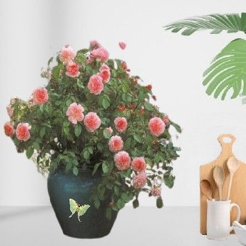 Grand Rosier