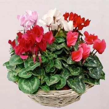 Cyclamens variés