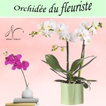 Orchidée du fleuriste