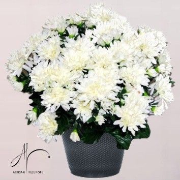 Chrysanthème blanc