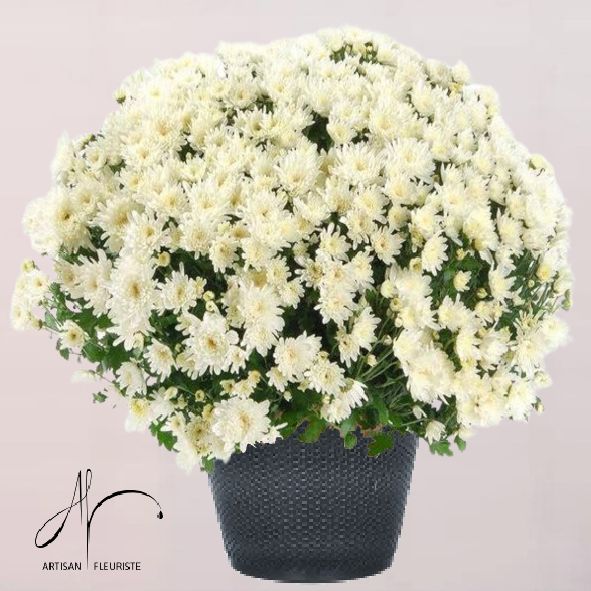 Chrysanthème blanc