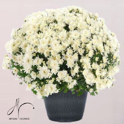 Chrysanthème blanc