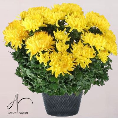 Chrysanthème jaune