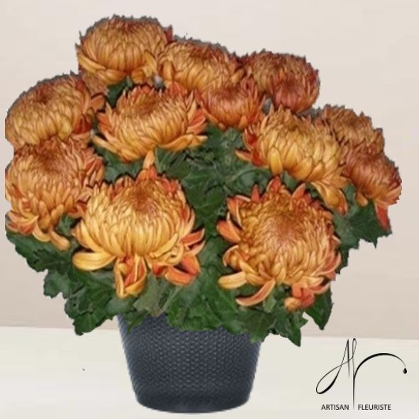Chrysanthème marron/or