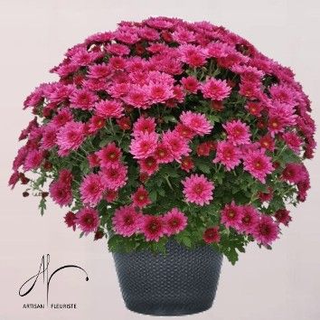 Chrysanthème rose