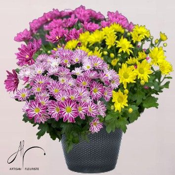 Chrysanthèmes variés