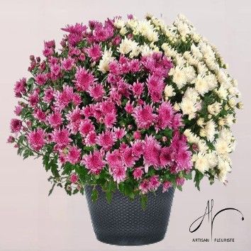 Chrysanthèmes variés