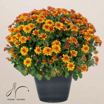 Chrysanthème orangé