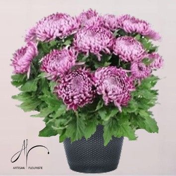 Chrysanthème rose