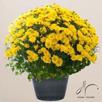 Chrysanthème jaune