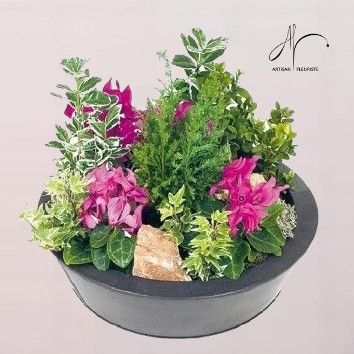 Coupe de cyclamen