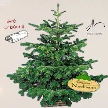 Sapin Nordmann