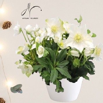 Hellebore