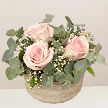 Velours de roses