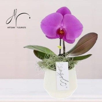 Orchidée Singolo