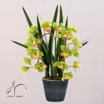 Orchidée Cymbidium