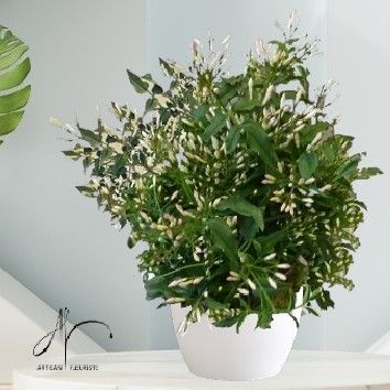 Stéphanotis, Jasmin