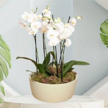Coupe d&#39;orchidées