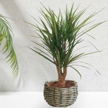 Dracena
