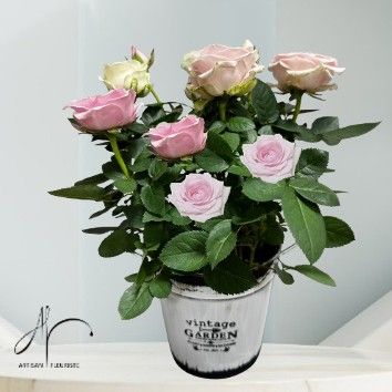 Petit rosier