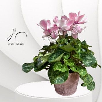 Cyclamen