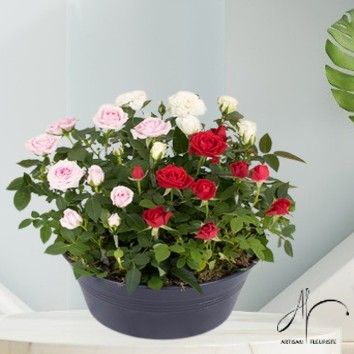 Jardin de roses