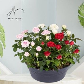 Jardin de roses