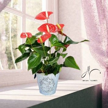 Anthurium