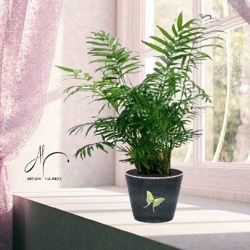 Palmier areca