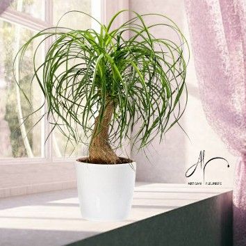 Beaucarnea