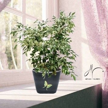 Ficus