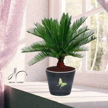 Cycas