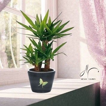 Yucca