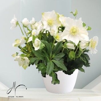 Hellebore