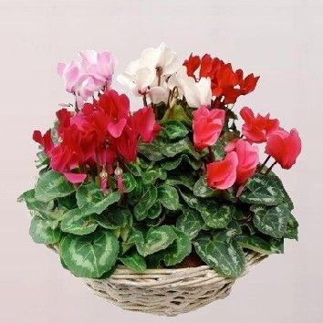 Cyclamens variés