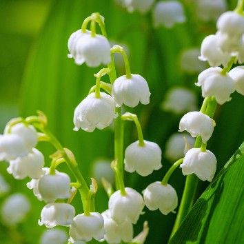1er mai, muguet