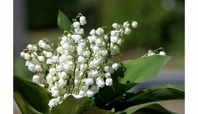 Muguet 1er mai