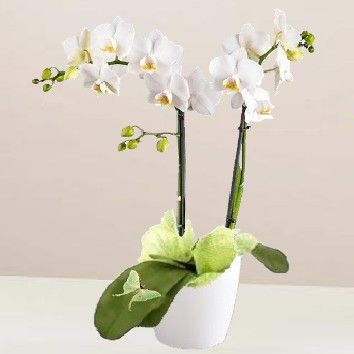Orchidée blanche