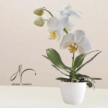 Orchidée Blanche