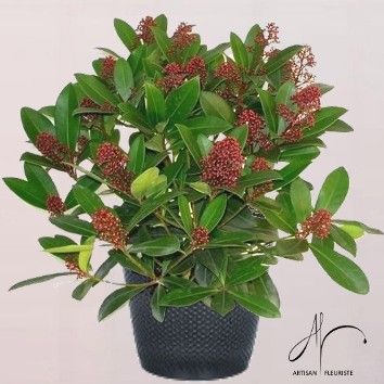 Skimmia
