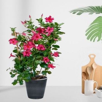 Dipladenia en pot