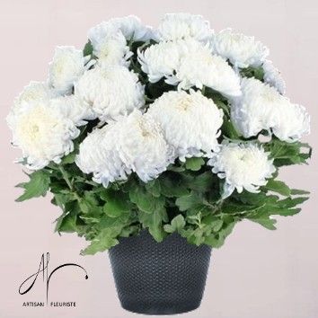 Chrysanthème blanc