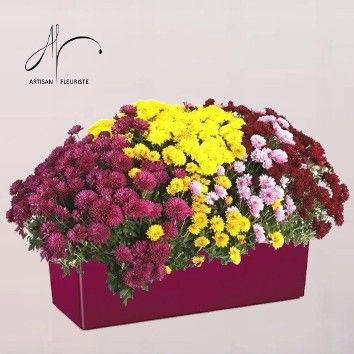Pomponnettes colorées
