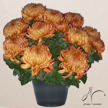 Chrysanthème marron/or