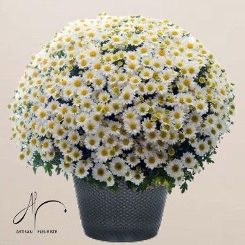Chrysanthème blanc