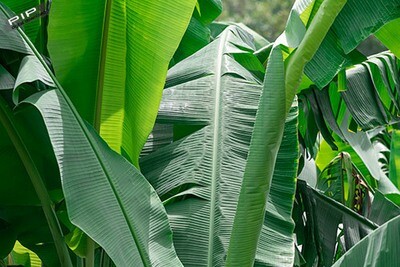 Banana Leaves, Printable Art