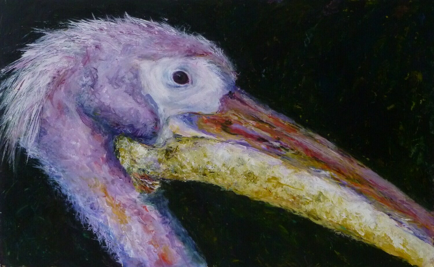 Pelican